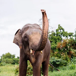 Tlodge Elephant