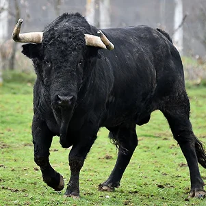 TLodge Bull